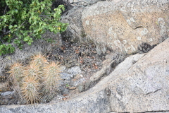 Dudleya abramsii abramsii