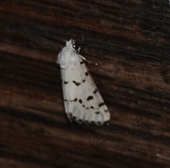Grotella binda