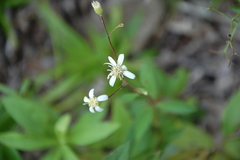 Doellingeria infirma