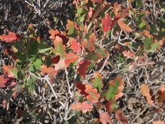 Quercus havardii