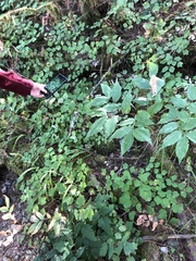 Vancouveria hexandra