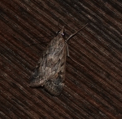Loxostege allectalis