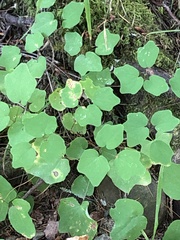 Vancouveria hexandra