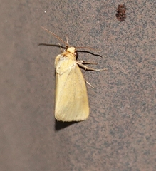 Eulithosia composita