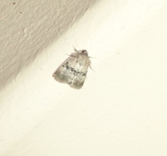 Properigea continens