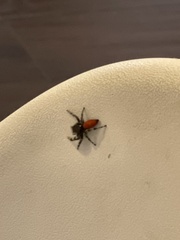 Phidippus adumbratus