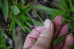 Doellingeria infirma