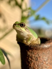 Hyla japonica