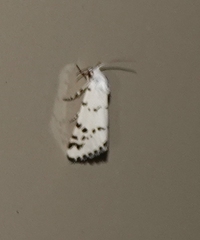 Grotella binda
