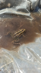 Leptodactylus luctator