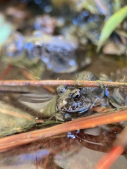 Fejervarya kawamurai