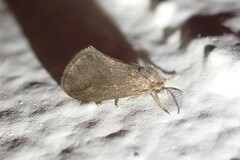 Cryptothelea gloverii