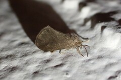 Cryptothelea gloverii