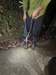 Rhinobothryum bovallii image