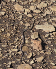 Masticophis taeniatus taeniatus