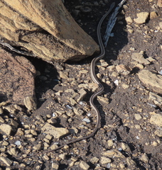 Masticophis taeniatus taeniatus