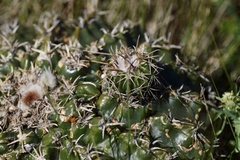 Parodia erinaceus
