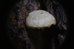 Cryptoporus volvatus