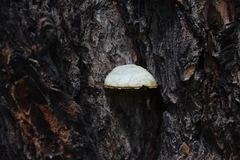 Cryptoporus volvatus