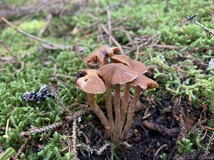Cortinarius scoticus