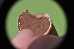 Cryptoporus volvatus