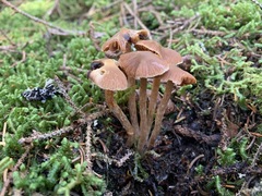 Cortinarius scoticus