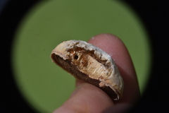 Cryptoporus volvatus