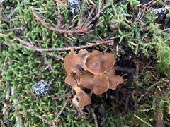 Cortinarius scoticus