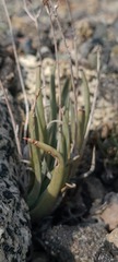 Dudleya abramsii