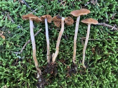 Cortinarius scoticus