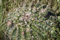 Parodia erinaceus