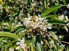 Tabernaemontana catharinensis