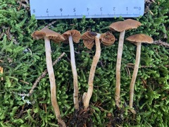 Cortinarius scoticus