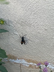 Calopompilus maculipennis