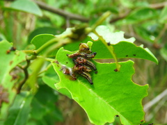 Phelypera distigma