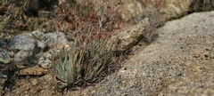 Dudleya abramsii abramsii