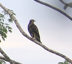 Rostrhamus sociabilis