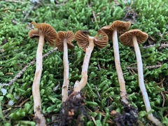Cortinarius scoticus