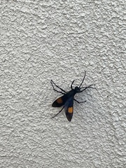 Calopompilus maculipennis