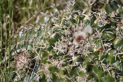 Parodia erinaceus