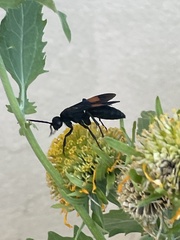 Calopompilus maculipennis