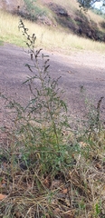 Ambrosia confertiflora