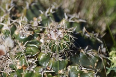 Parodia erinaceus