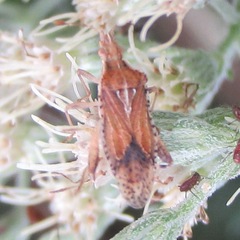 Harmostes fraterculus