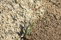 Dudleya abramsii abramsii