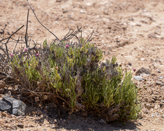 Polyachyrus cinereus