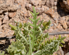 Polyachyrus cinereus