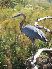 Ardea goliath