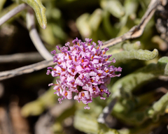 Polyachyrus cinereus