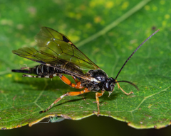 Itoplectis